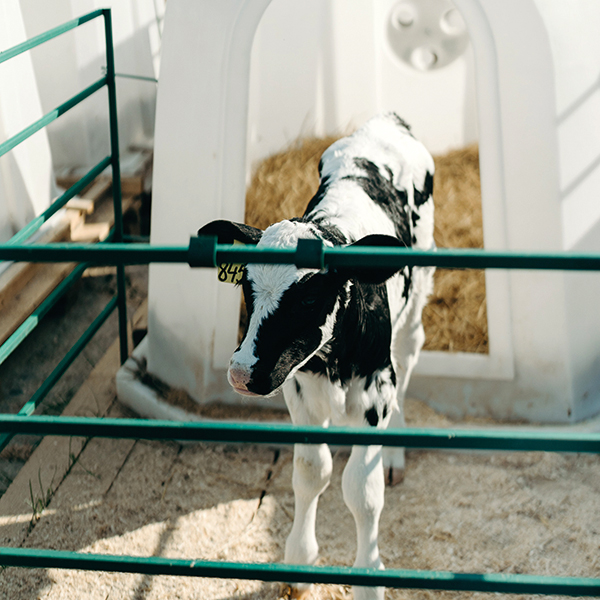 Kalf bij koe houden is dierenliefde en zorgt voor kalfvriendelijkere melk