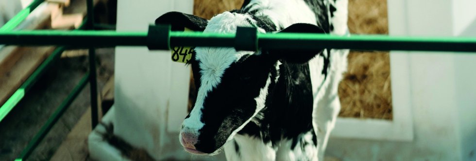 Petitie Kalf bij Koe voor Diervriendelijkere Melk
