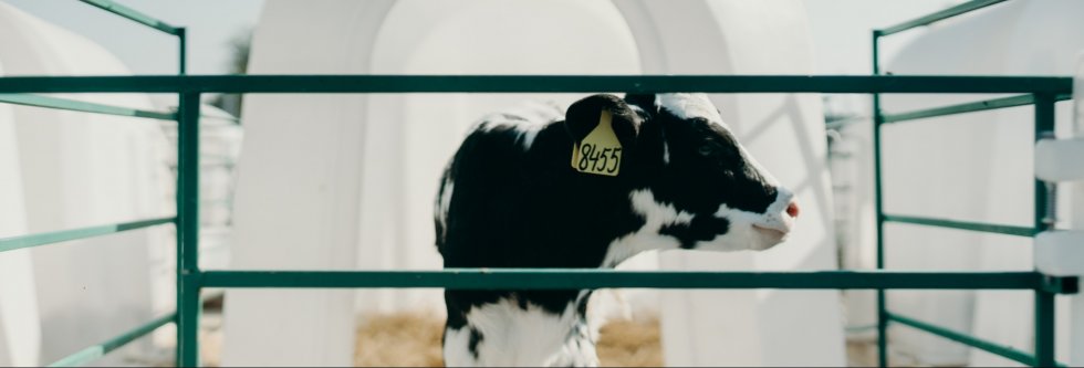 Vegetariërsbond start campagne ‘kalf bij koe’