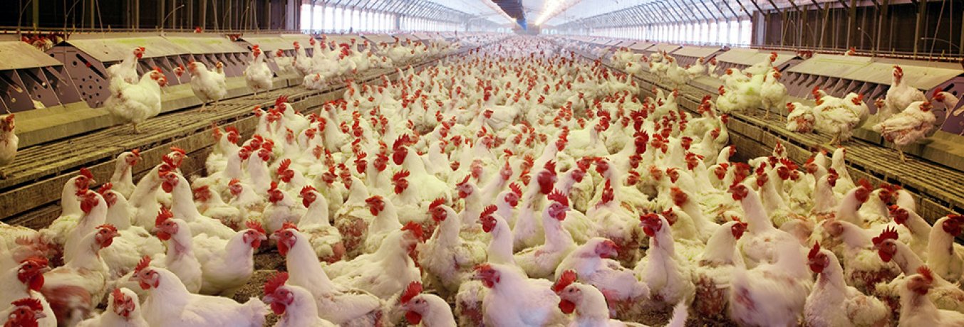 Vogelgriep zoönose liever voorkómen dan een volgende pandemie genezen
