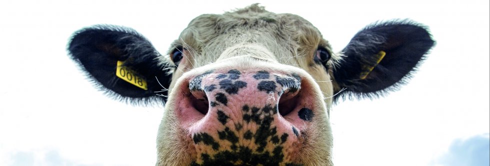 Kalf bij koe houden is dierenliefde en zorgt voor kalfvriendelijkere melk