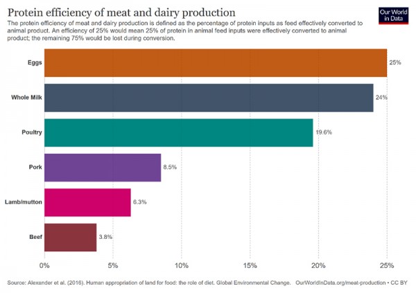 Eiwit efficientie van vlees en zuivel productie